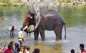 Bathe elephants